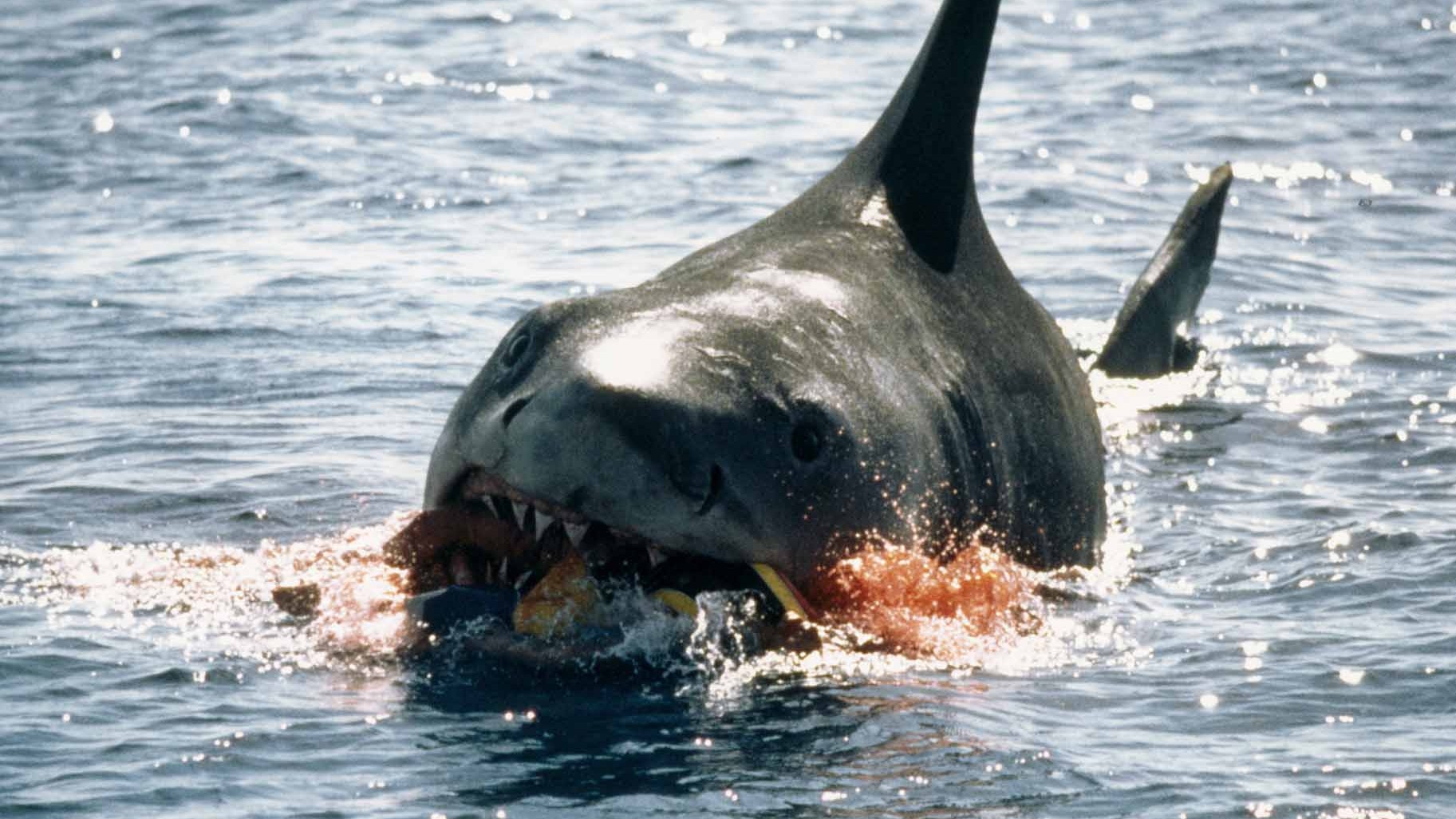On s'obstine tous à croire que le requin des Dents de la mer terrifiait par sa présence : c'est pourtant son absence forcé...